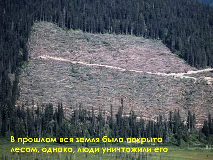 В прошлом вся земля была покрыта лесом, однако, люди уничтожили его