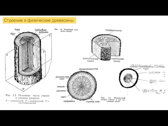 Строение и физические древесины