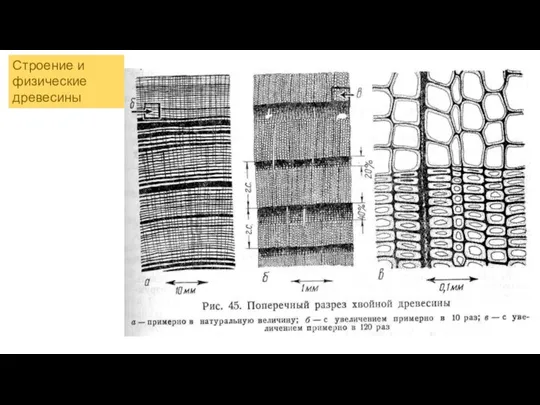 Строение и физические древесины