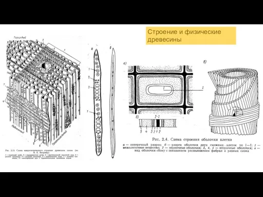 Строение и физические древесины