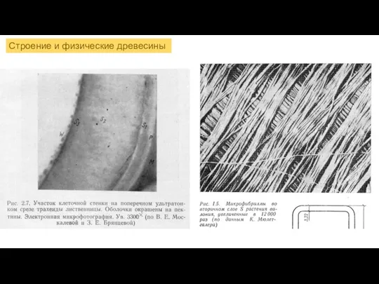 Строение и физические древесины