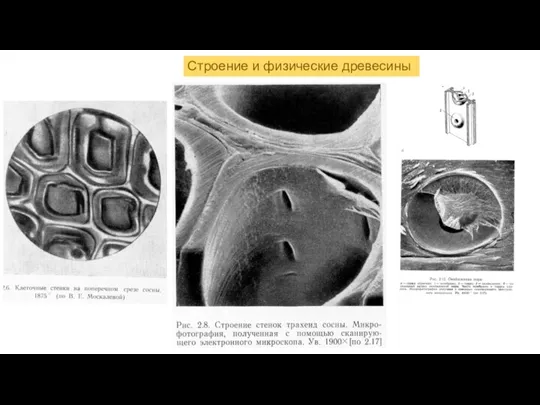 Строение и физические древесины