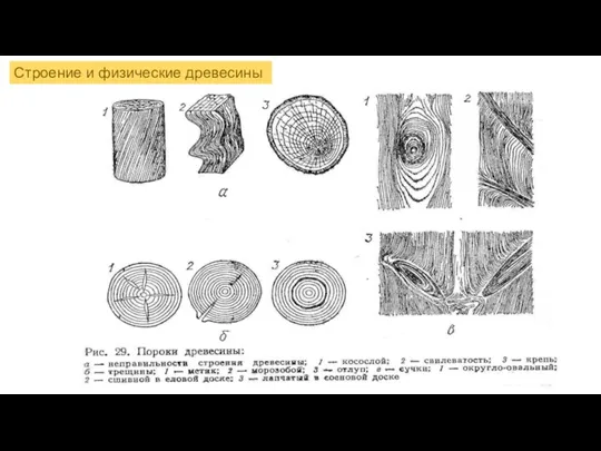 Строение и физические древесины