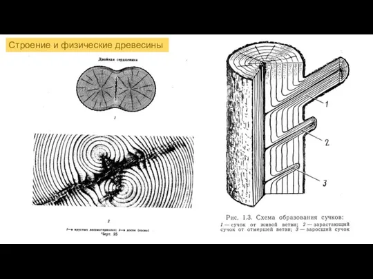 Строение и физические древесины
