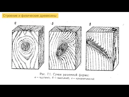 Строение и физические древесины