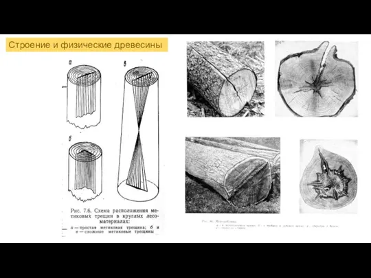 Строение и физические древесины