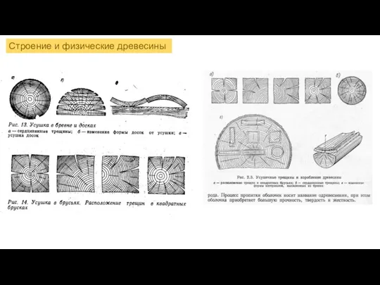 Строение и физические древесины