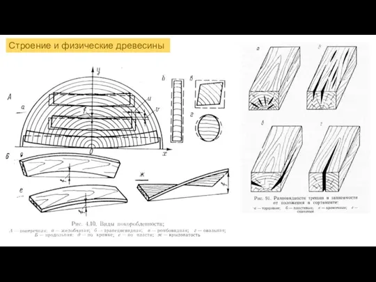 Строение и физические древесины