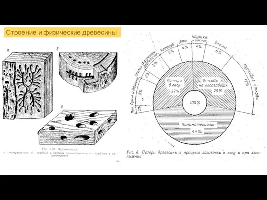 Строение и физические древесины