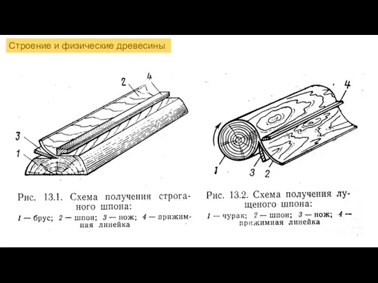 Строение и физические древесины