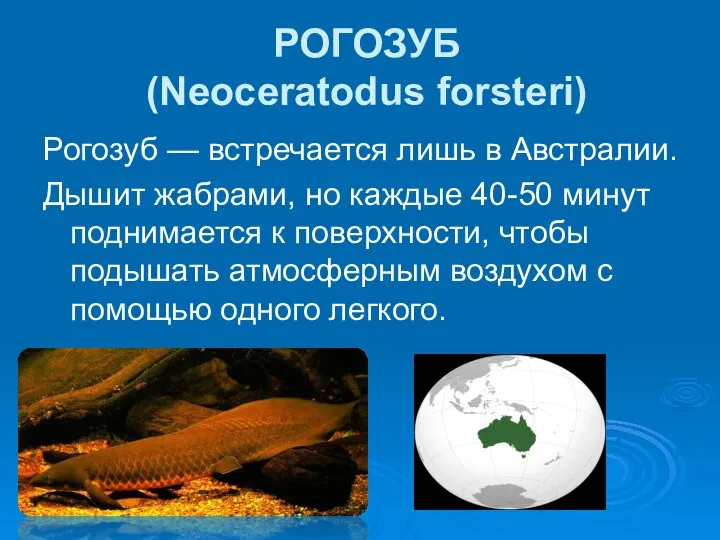 РОГОЗУБ (Neoceratodus forsteri) Рогозуб — встречается лишь в Австралии. Дышит жабрами, но