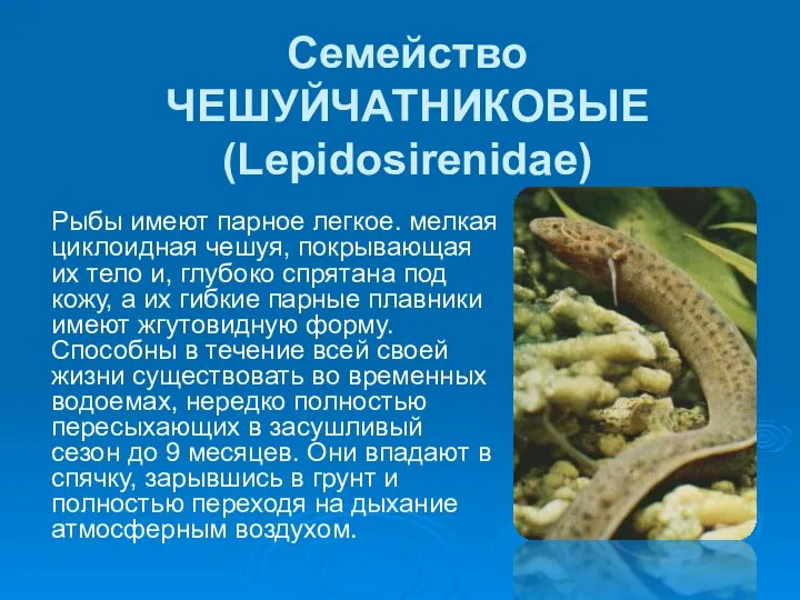 Семейство ЧЕШУЙЧАТНИКОВЫЕ (Lepidosirenidae) Рыбы имеют парное легкое. мелкая циклоидная чешуя, покрывающая их