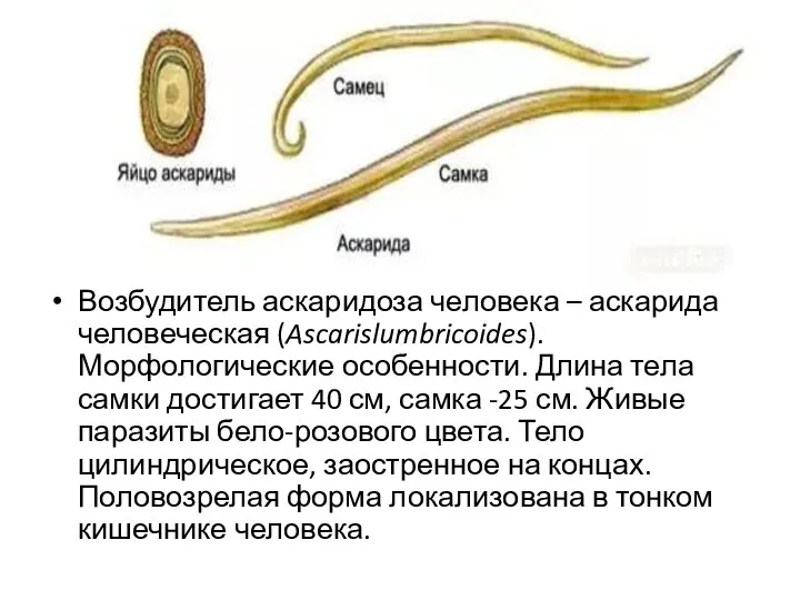 Возбудитель аскаридоза человека – аскарида человеческая (Ascarislumbricoides). Морфологические особенности. Длина тела самки