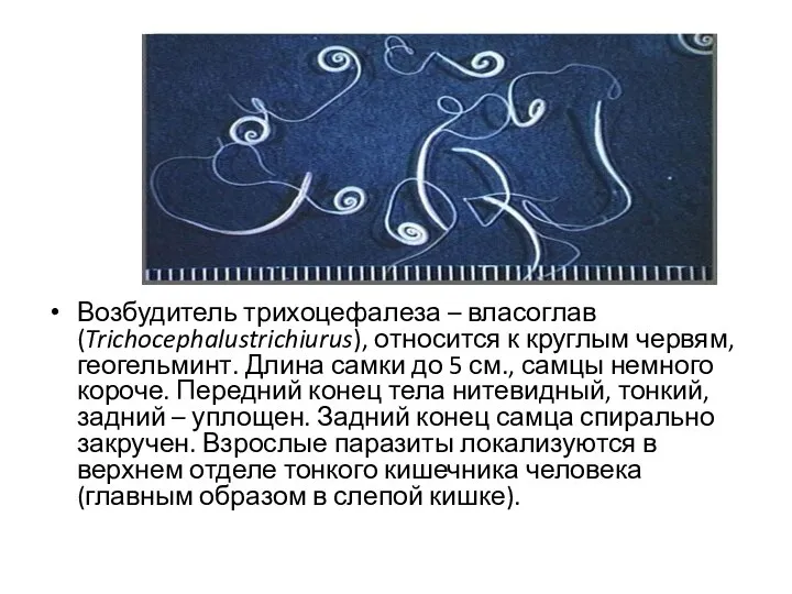 Возбудитель трихоцефалеза – власоглав (Trichocephalustrichiurus), относится к круглым червям, геогельминт. Длина самки