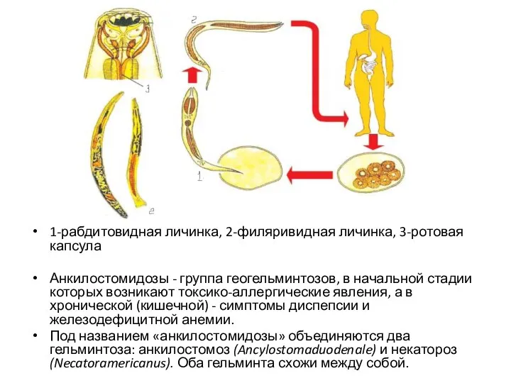 1-рабдитовидная личинка, 2-филяривидная личинка, 3-ротовая капсула Анкилостомидозы - группа геогельминтозов, в начальной