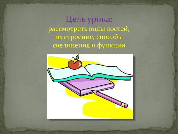 Цель урока: рассмотреть виды костей, их строение, способы соединения и функции