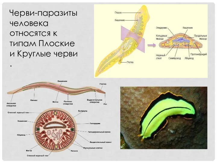 Черви-паразиты человека относятся к типам Плоские и Круглые черви.