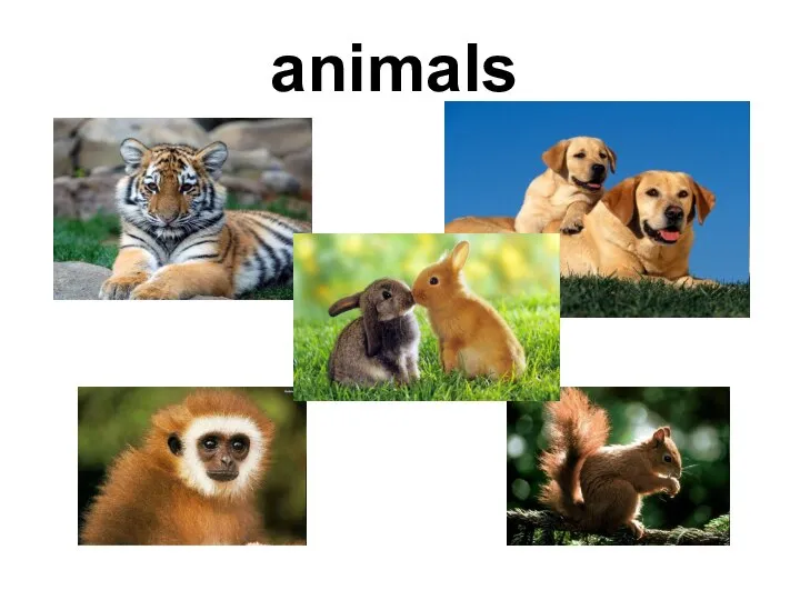 animals