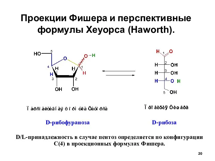Проекции Фишера и перспективные формулы Хеуорса (Haworth). D-рибоза D/L-принадлежность в случае пентоз
