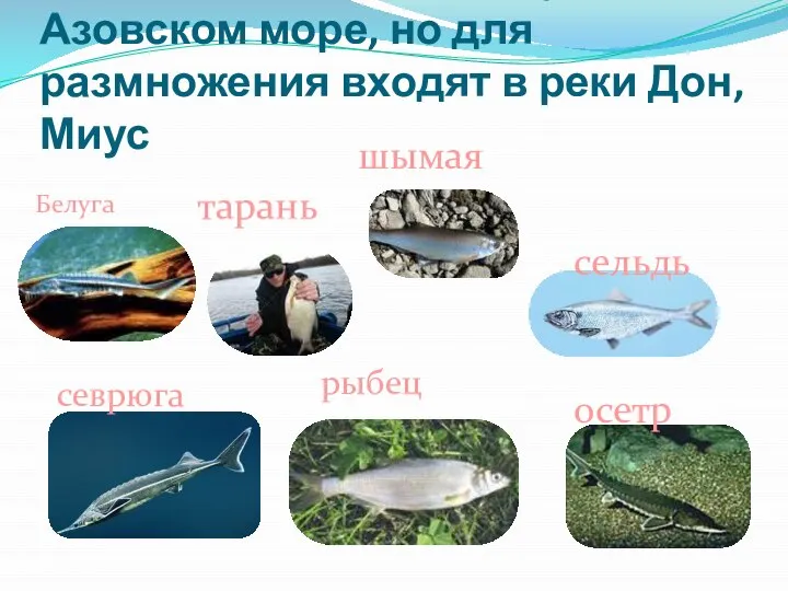 Проходные рыбы. Живут в Азовском море, но для размножения входят в реки