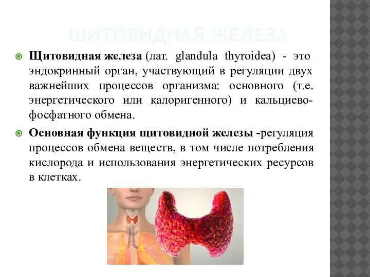 ЩИТОВИДНАЯ ЖЕЛЕЗА Щитовидная железа (лат. glandula thyroidea) - это эндокринный орган, участвующий