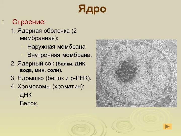 Ядро Строение: 1. Ядерная оболочка (2 мембранная): Наружная мембрана Внутренняя мембрана. 2.