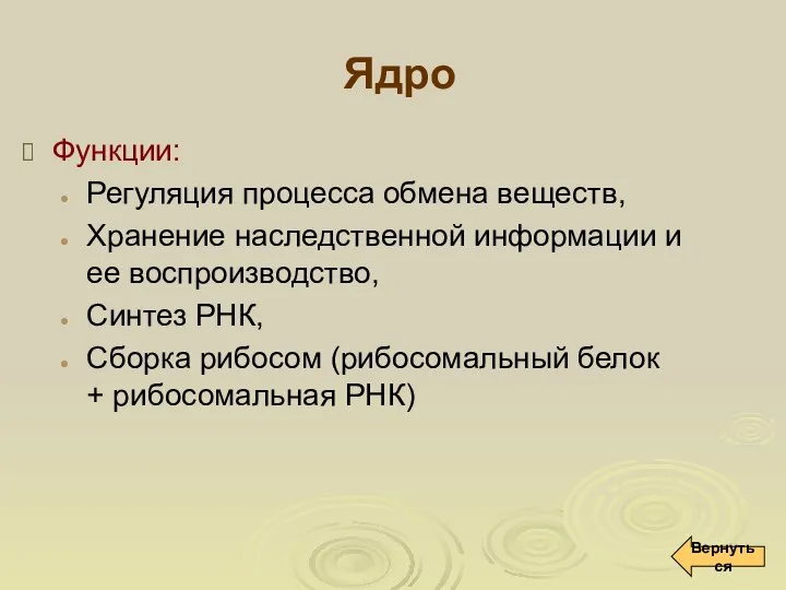 Ядро Функции: Регуляция процесса обмена веществ, Хранение наследственной информации и ее воспроизводство,