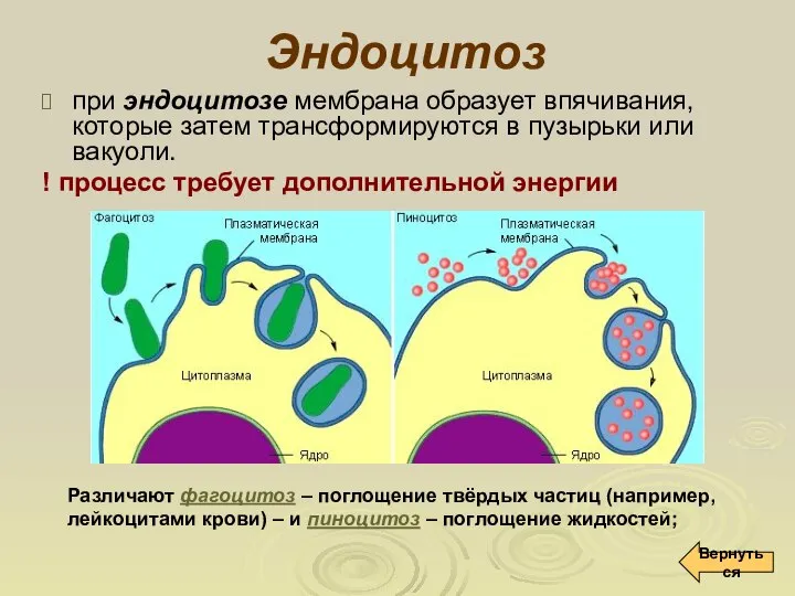 Эндоцитоз при эндоцитозе мембрана образует впячивания, которые затем трансформируются в пузырьки или