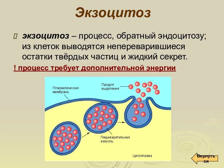 Экзоцитоз экзоцитоз – процесс, обратный эндоцитозу; из клеток выводятся непереварившиеся остатки твёрдых