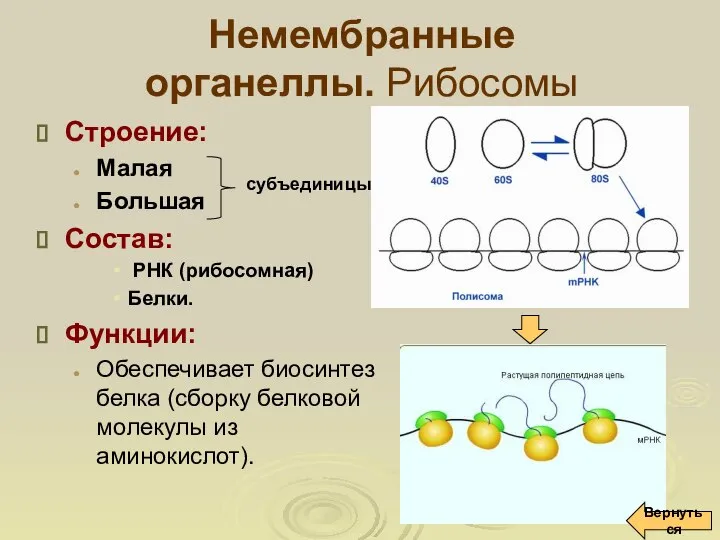 Немембранные органеллы. Рибосомы Строение: Малая Большая Состав: РНК (рибосомная) Белки. Функции: Обеспечивает