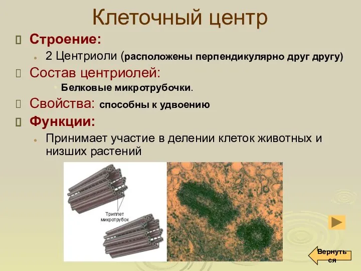 Клеточный центр Строение: 2 Центриоли (расположены перпендикулярно друг другу) Состав центриолей: Белковые