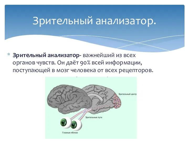 Зрительный анализатор- важнейший из всех органов чувств. Он даёт 90% всей информации,