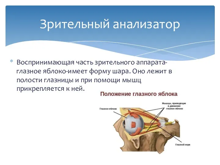 Воспринимающая часть зрительного аппарата- глазное яблоко-имеет форму шара. Оно лежит в полости