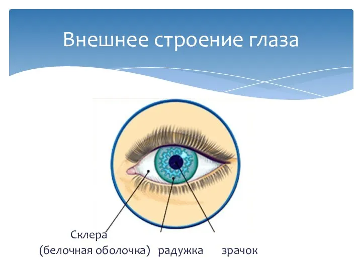 Склера (белочная оболочка) радужка зрачок Внешнее строение глаза