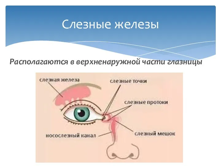 Слезные железы Располагаются в верхненаружной части глазницы