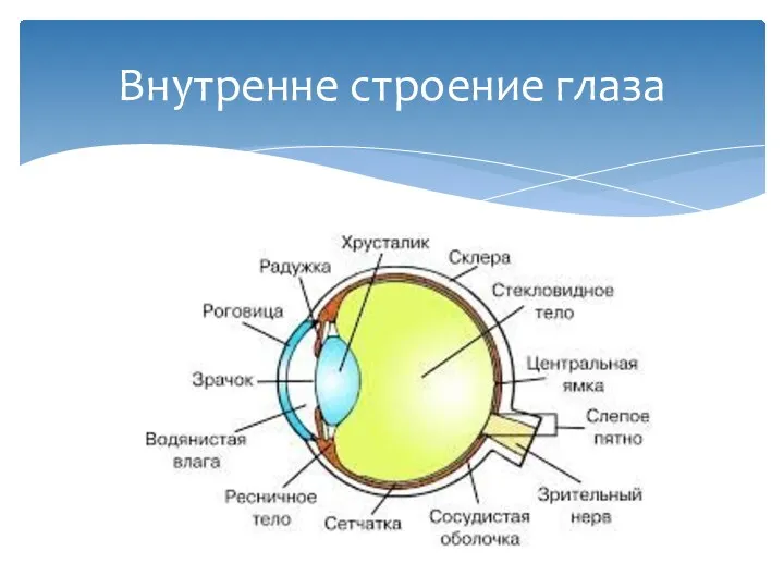 Внутренне строение глаза