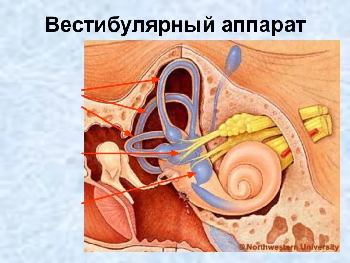 Вестибулярный аппарат