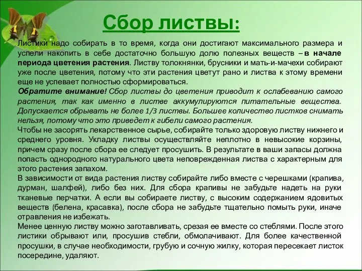 Сбор листвы: Листики надо собирать в то время, когда они достигают максимального