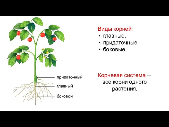 Виды корней: главные, придаточные, боковые. Корневая система — все корни одного растения.