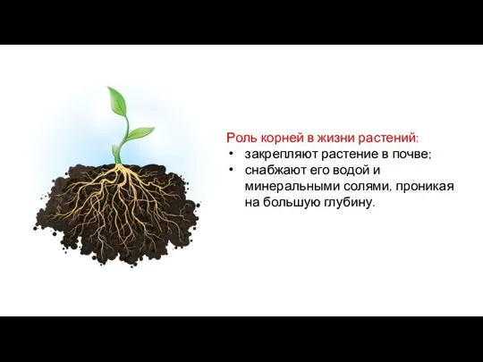 Роль корней в жизни растений: закрепляют растение в почве; снабжают его водой