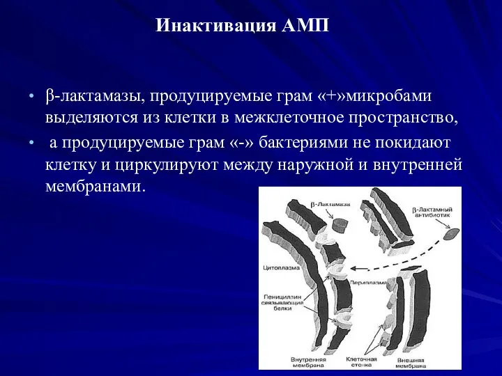 Инактивация АМП β-лактамазы, продуцируемые грам «+»микробами выделяются из клетки в межклеточное пространство,