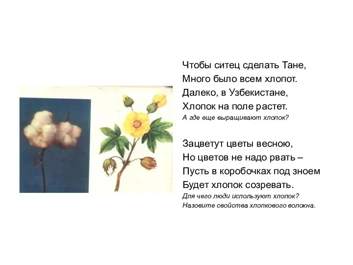 Чтобы ситец сделать Тане, Много было всем хлопот. Далеко, в Узбекистане, Хлопок