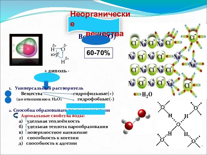 Неорганические вещества Вода (H2O) H: O: H H O H 105⁰ δ+