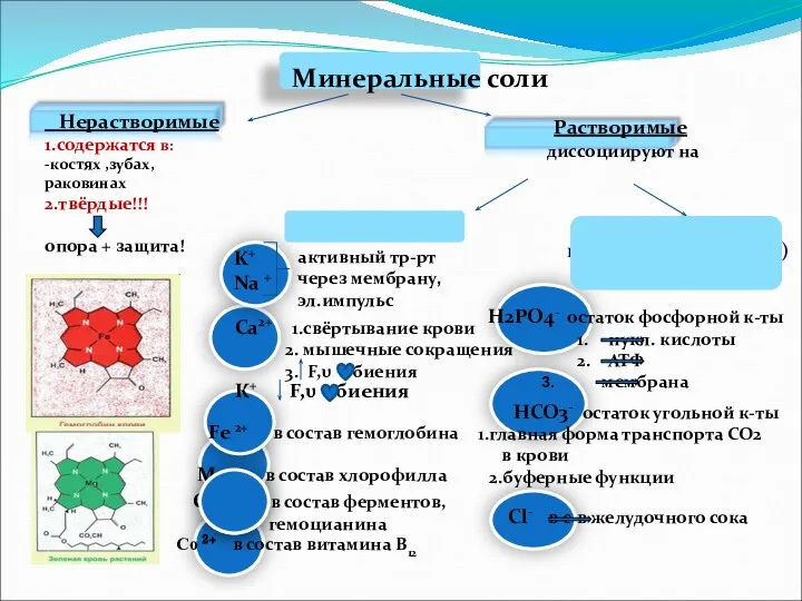 Минеральные соли Нерастворимые 1.содержатся в: -костях ,зубах, раковинах 2.твёрдые!!! опора + защита!