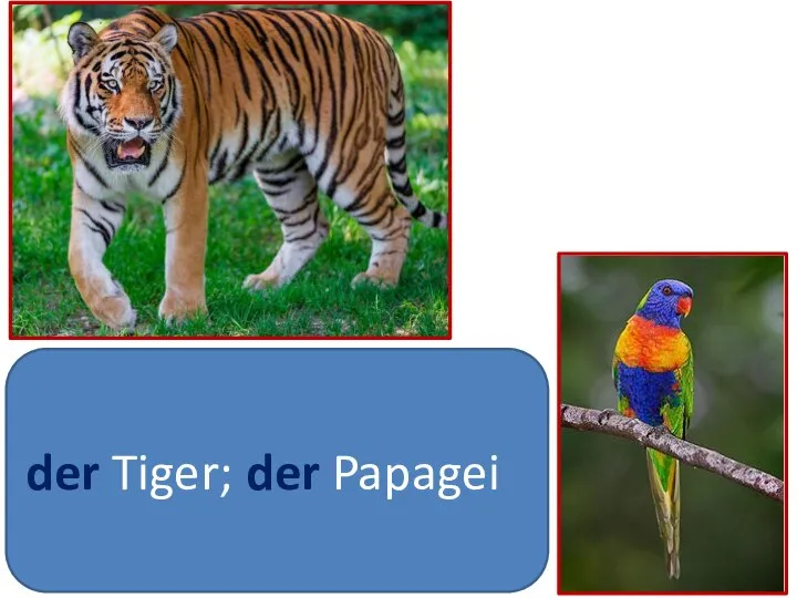 der Tiger; der Papagei
