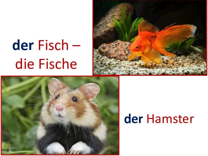 der Hamster der Fisch – die Fische