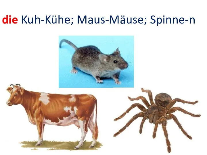 die Kuh-Kühe; Maus-Mäuse; Spinne-n