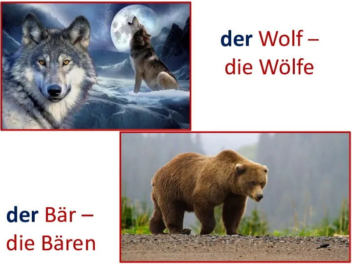 der Bär – die Bären der Wolf – die Wölfe