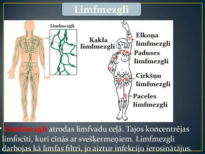 Limfmezgli Limfmezgli atrodas limfvadu ceļā. Tajos koncentrējas limfocīti, kuri cīnās ar svešķermeņiem.