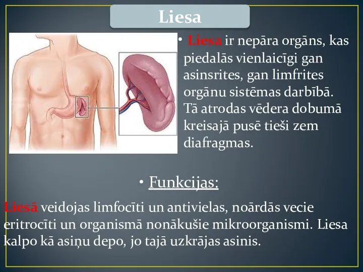 Liesa Liesa ir nepāra orgāns, kas piedalās vienlaicīgi gan asinsrites, gan limfrites
